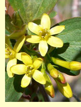 Смородина золотистая (Ribes aureum Pursh) Смородина золотистая (Ribes aureum Pursh)